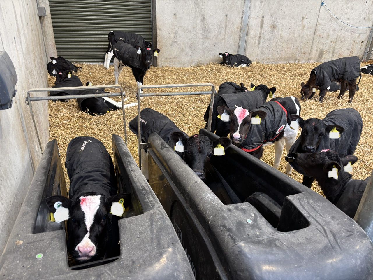 Moving calves to once-a-day feeding