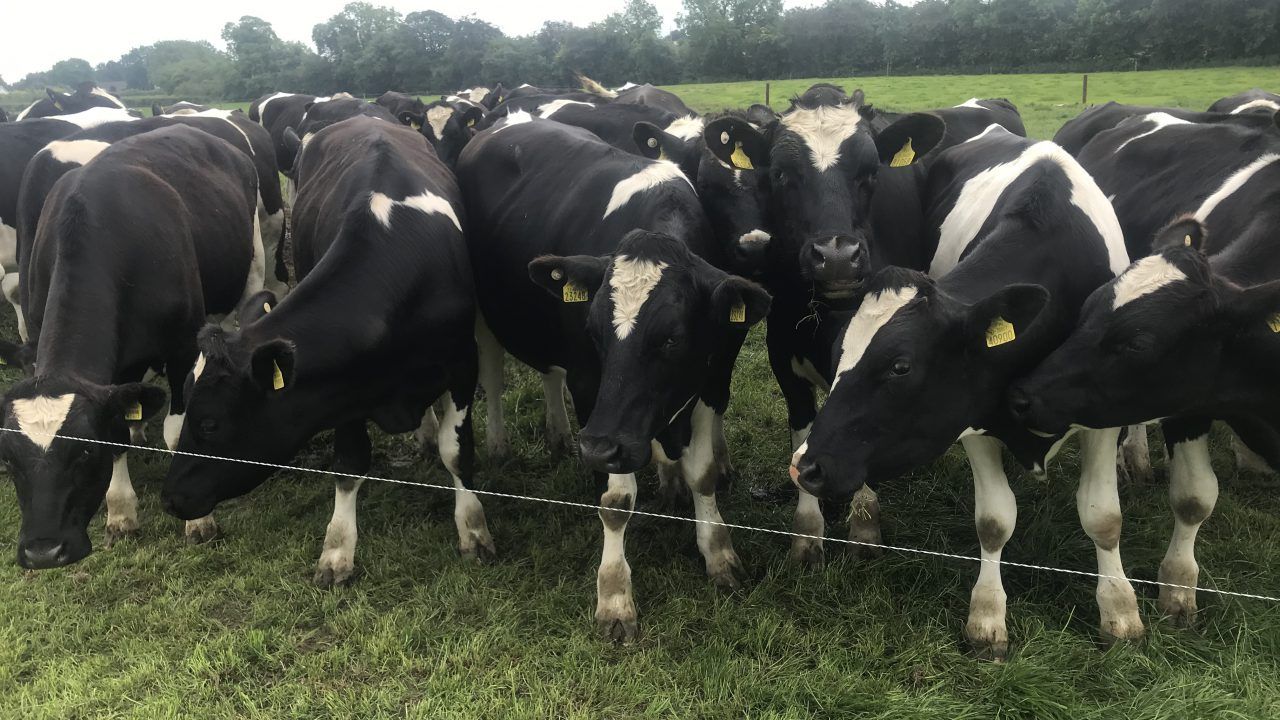 Factory supply: 1 in 3 cattle processed this year sired by dairy bulls