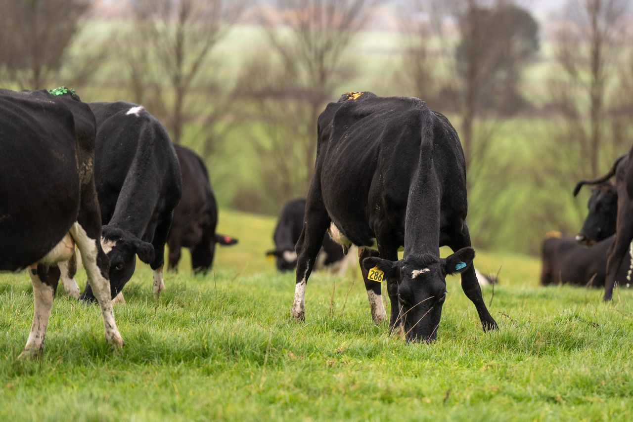 Quieter time allows for body condition scoring to take place