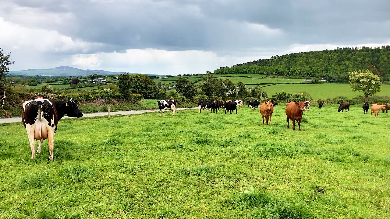 CSO: Agricultural operating surplus rose by 19% last year