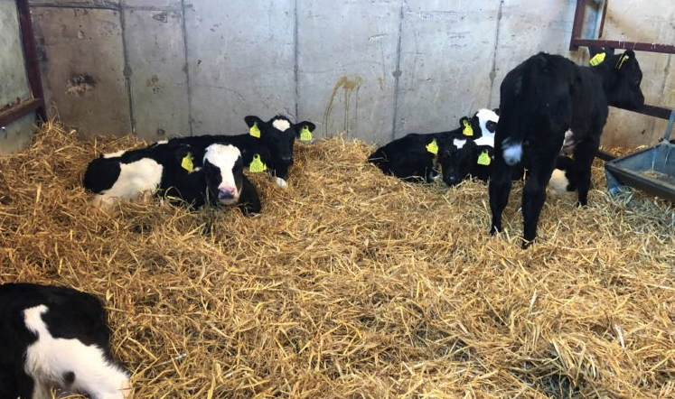 Nearly 60,000 more calves registered compared to this time last year