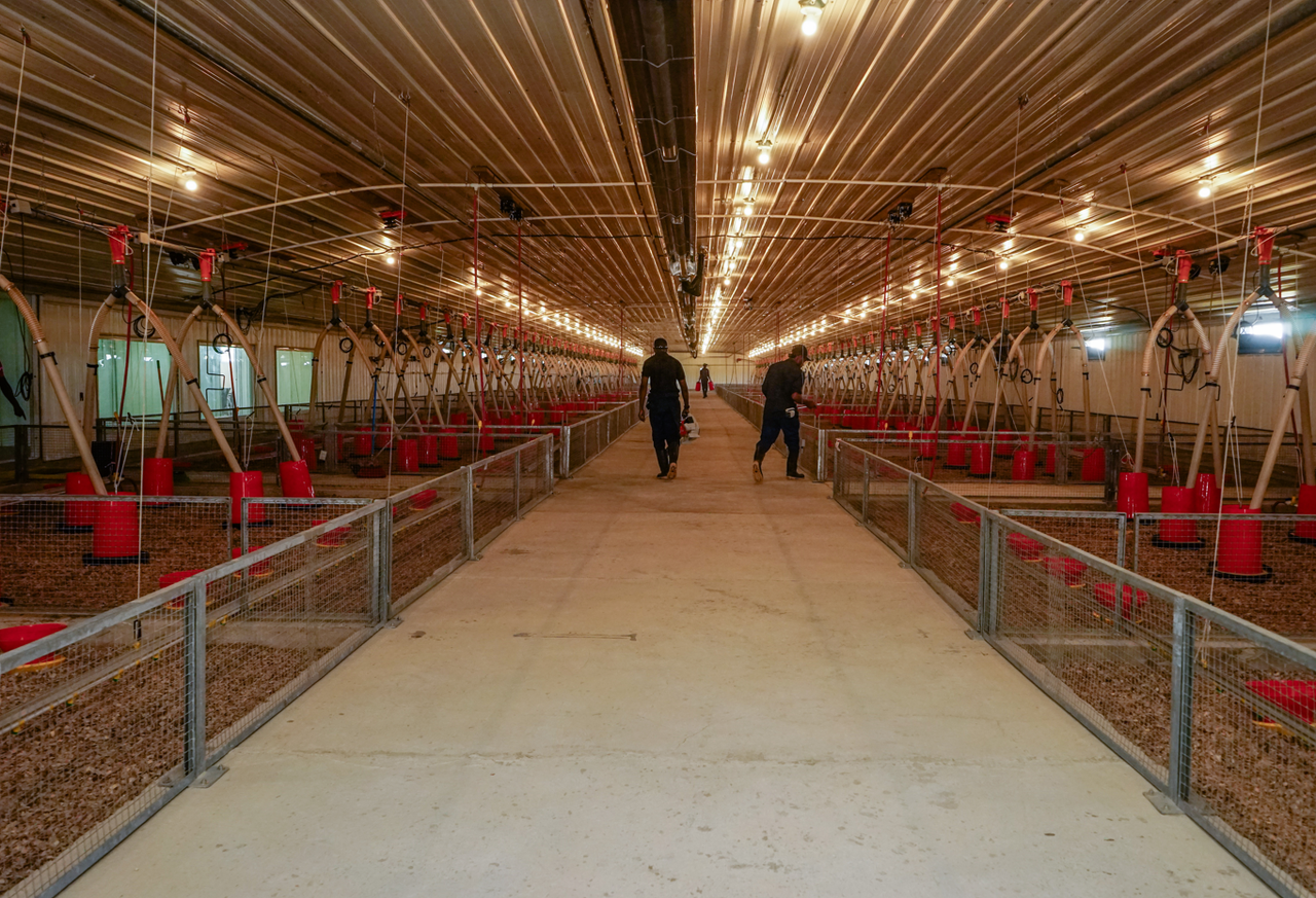 Devenish and CB Group open poultry research facility in Jamaica
