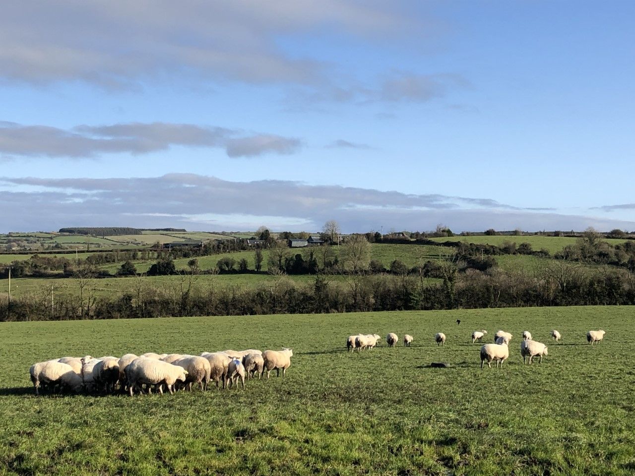 Getting a handle on any liver fluke issues