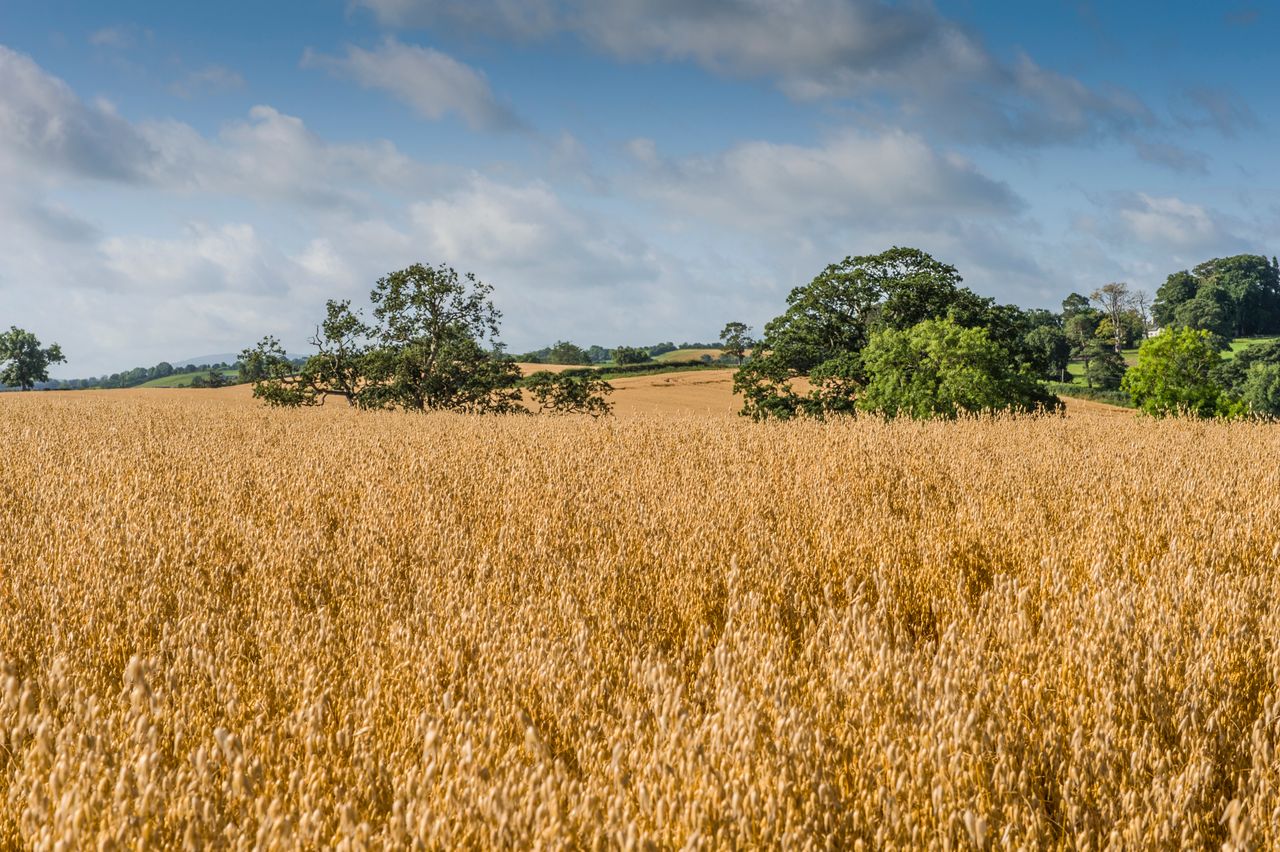 White’s Oats secures £500,000 deal with online supermarket