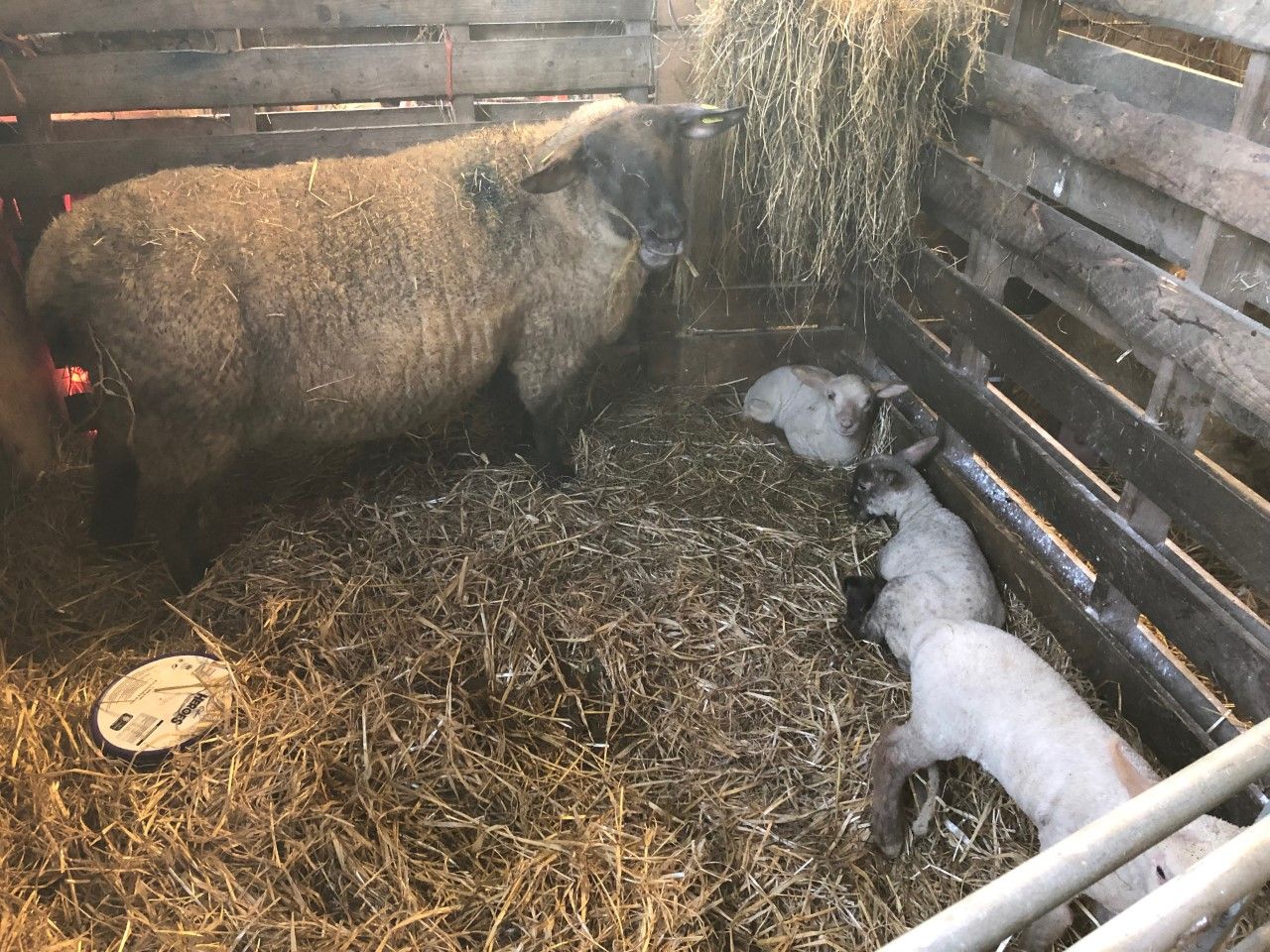 What can I do to avoid lambs getting navel/joint ill?
