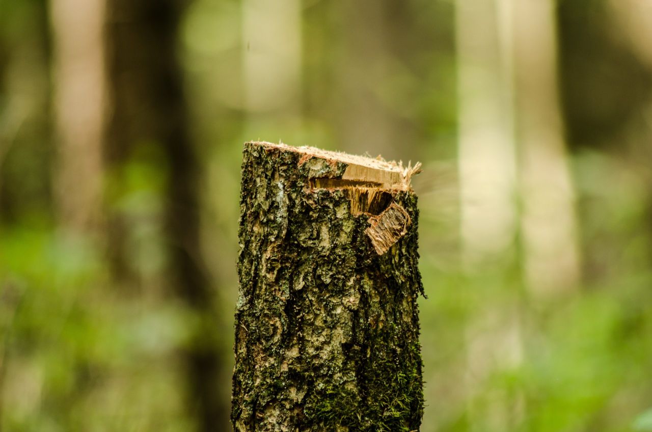 Which foods are driving deforestation globally?