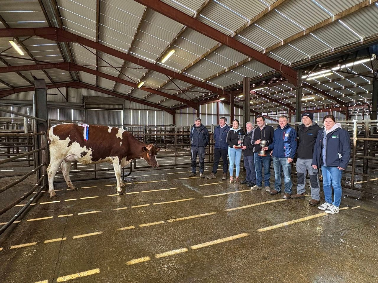 Top price of €5,350 at Kerry Holstein Friesian Breeders Club sale
