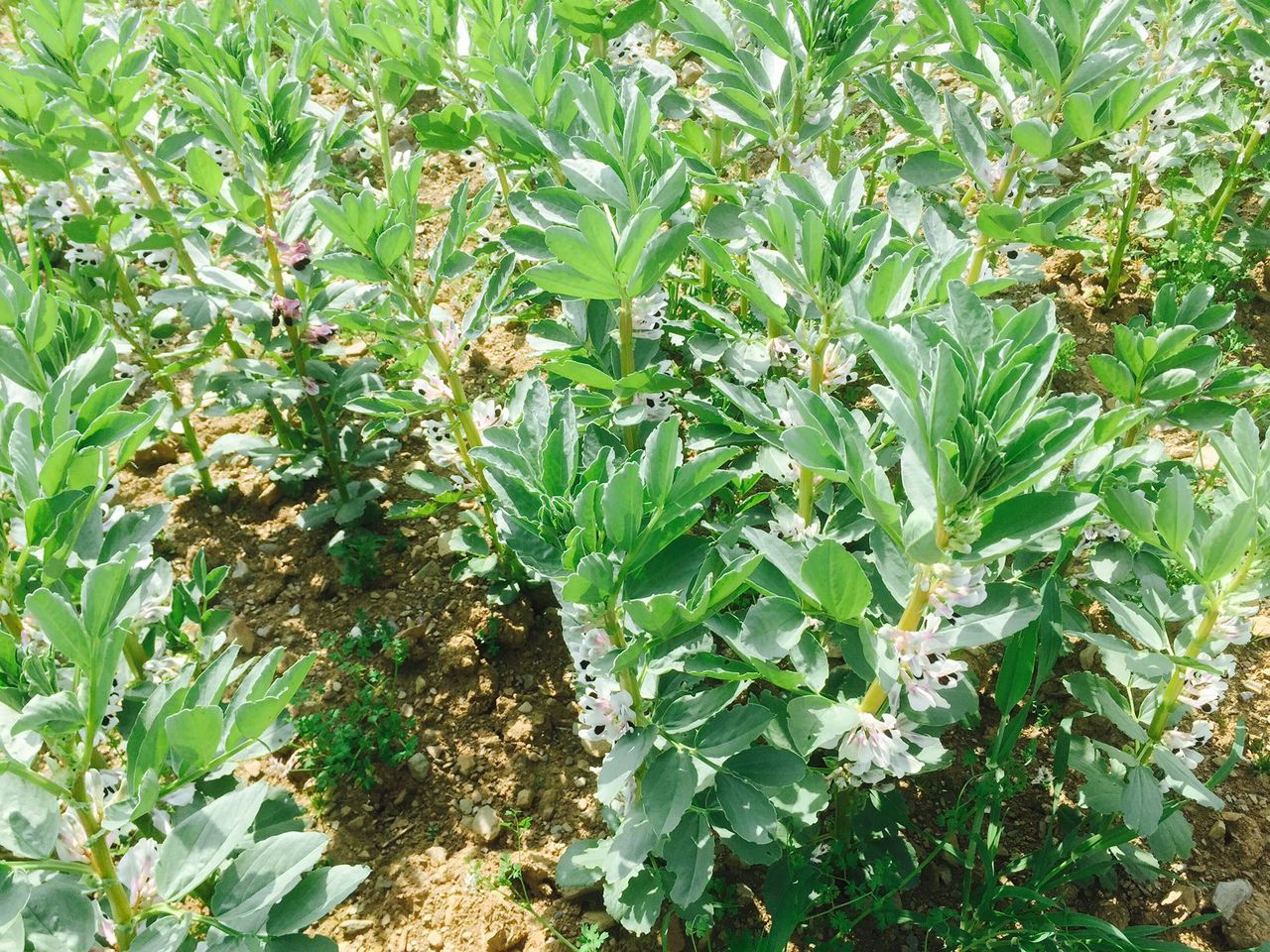 Teagasc encouraging spring beans as a break crop in the north-east