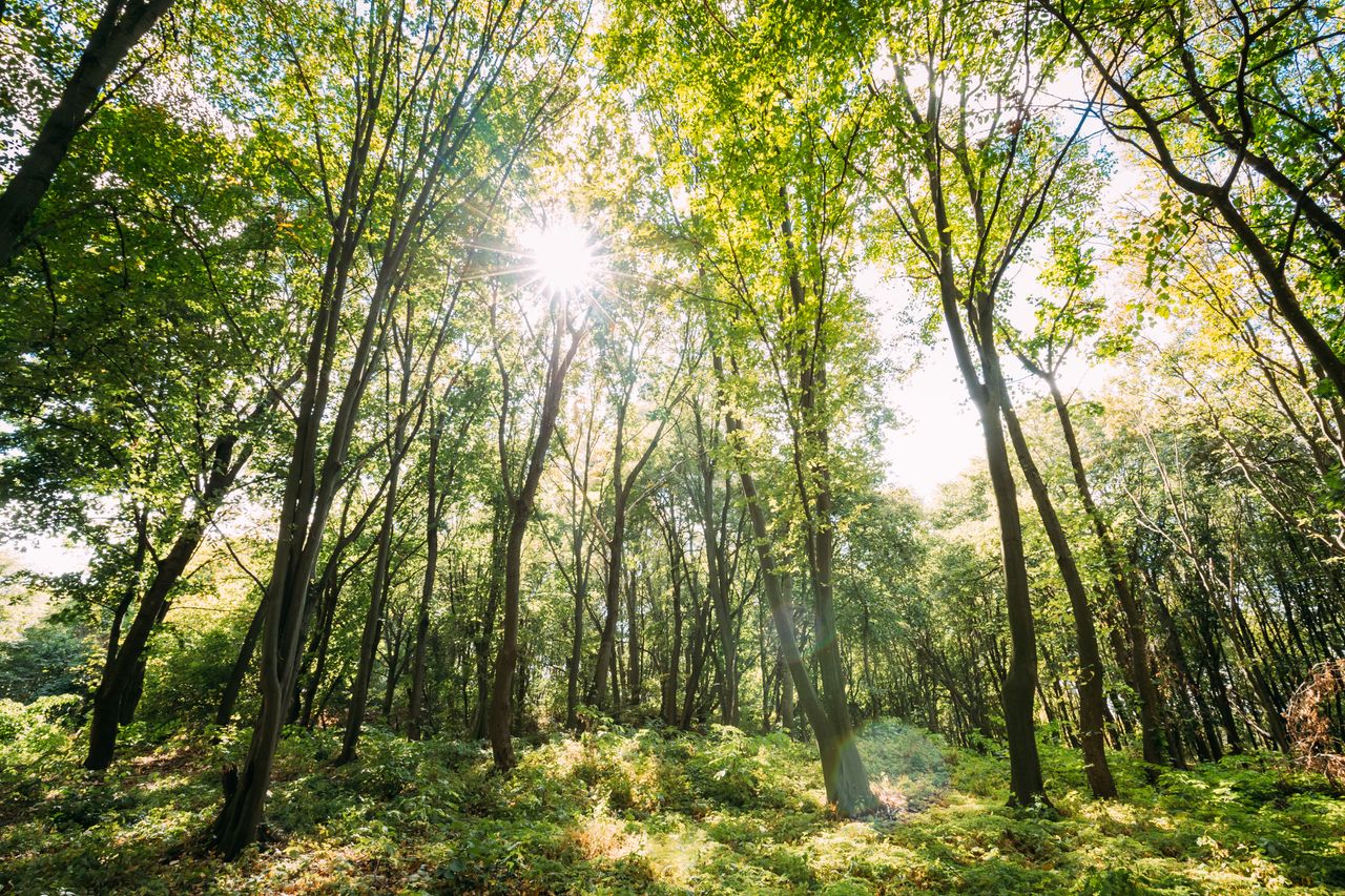 €12,000 prize fund for RDS forest and woodland awards
