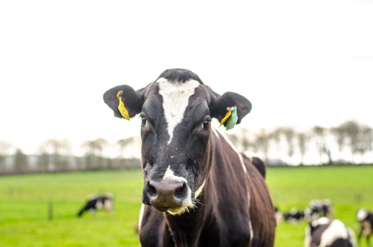 Ornua's PPI drops for July