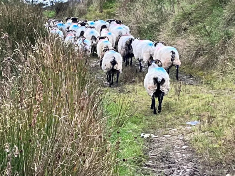 Donegal farmer's ewes and lambs have 'vanished into thin air'