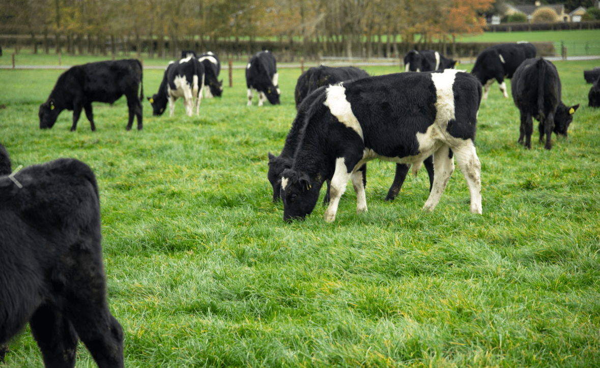 €4.7m in payments for Dairy Beef Welfare Scheme begin