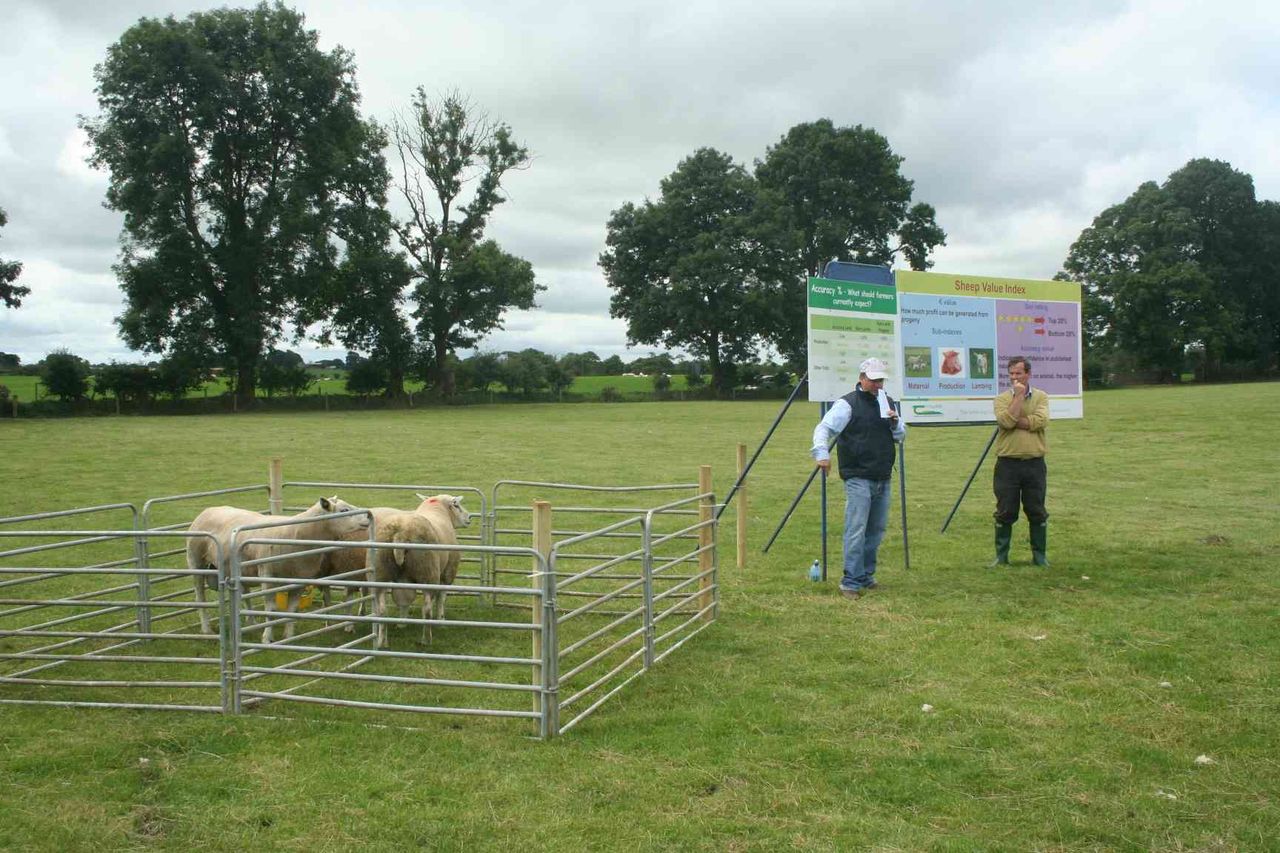 Importance of ram star index for Sheep stressed by Teagasc