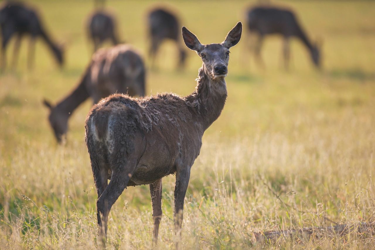 Five cold storage larders for deer carcasses arrive in Ireland