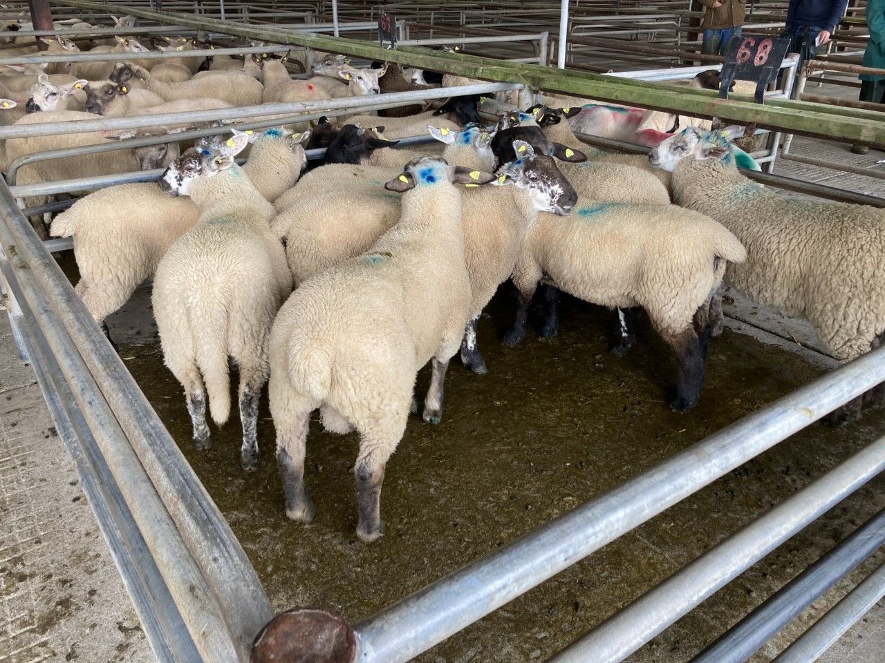 Spring lambs make up to €180/head at Athenry Mart