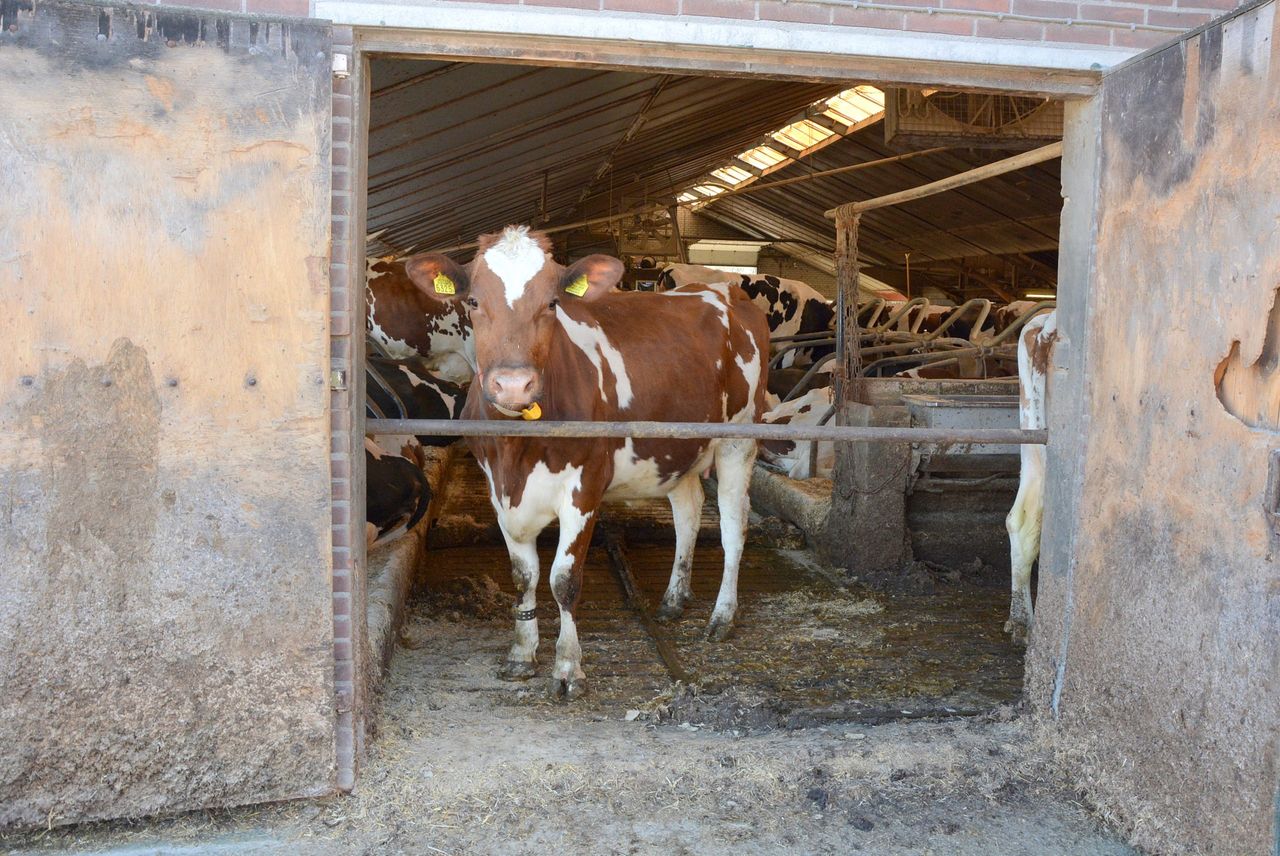 Australia develops world-first biodegradable vaccine for FMD