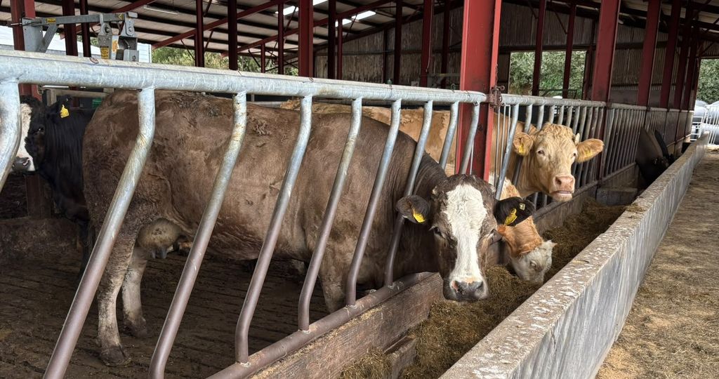 Cull cows have been housed to conserve grass and are being placed on a finishing diet
