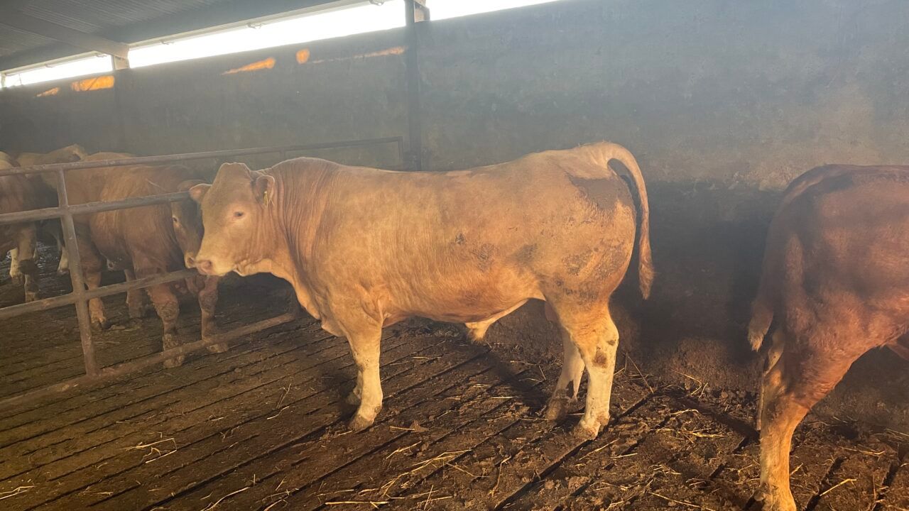 Beef kill: Young bull supplies in decline but overall kills up