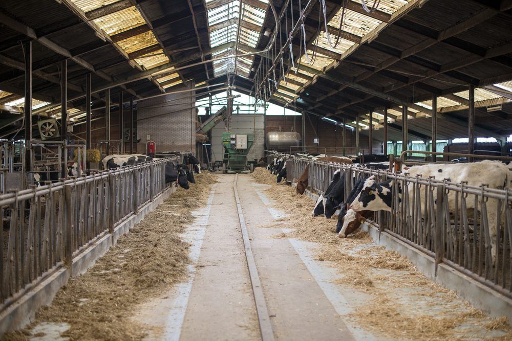 Supply management for milk offers 'no solution' to dairy crisis, says expert