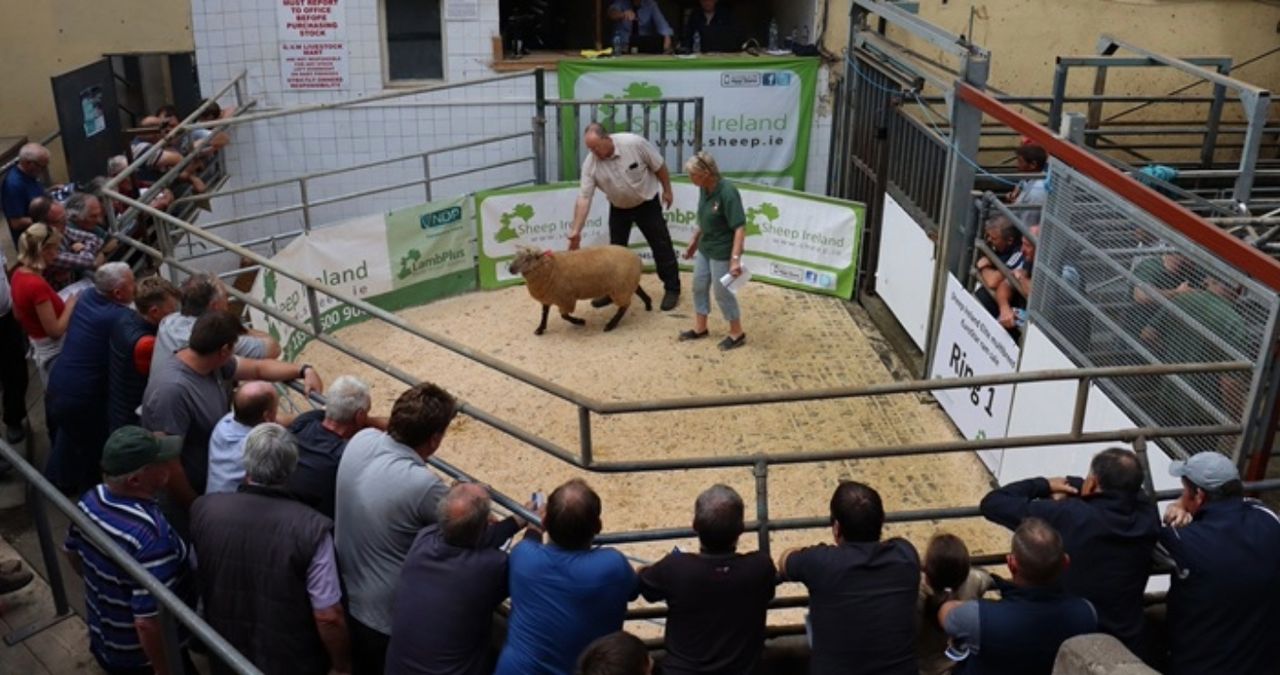Over 650 rams on offer at Ireland's largest multi-breed sheep sale