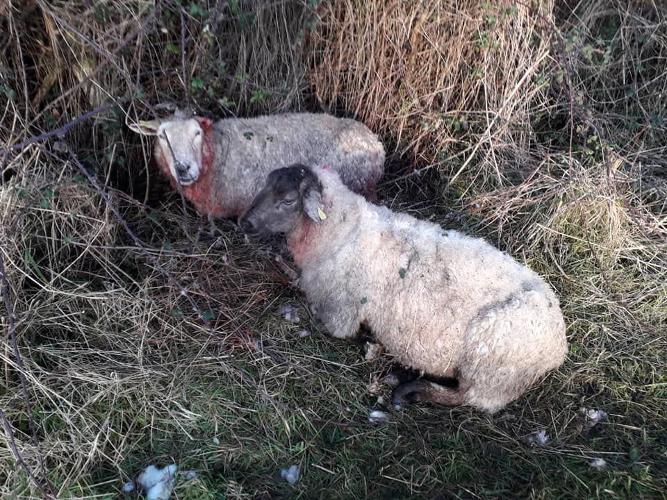 Graphic: 2 dogs shot following midlands sheep attack