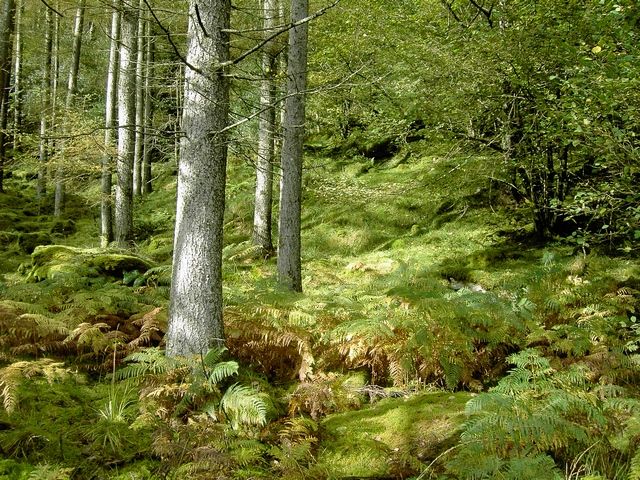 Applications for RDS forestry awards close this week