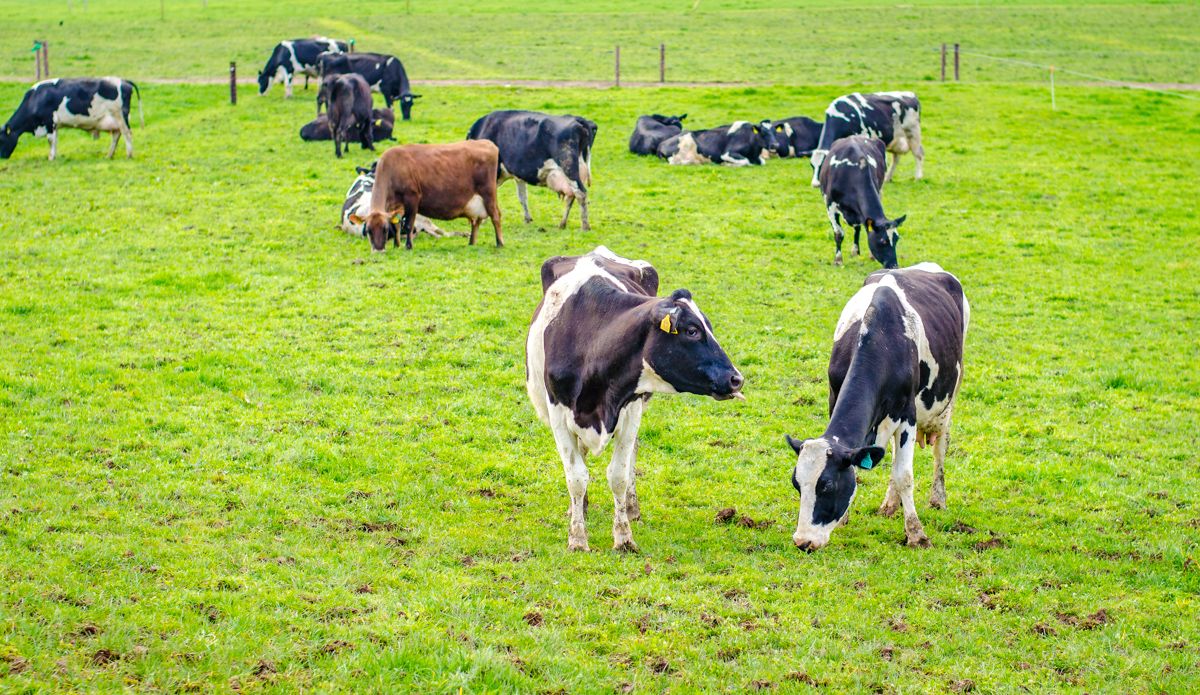 ICBF on culling: Which cows should go?