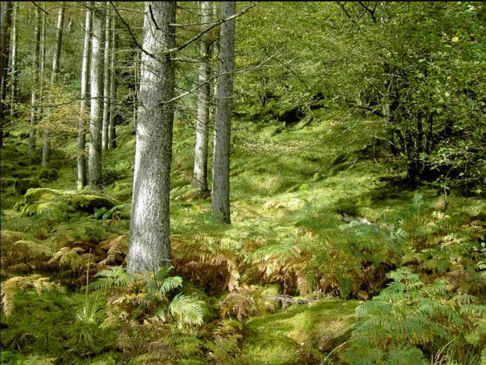 Cavan farmer wins annual forestry award