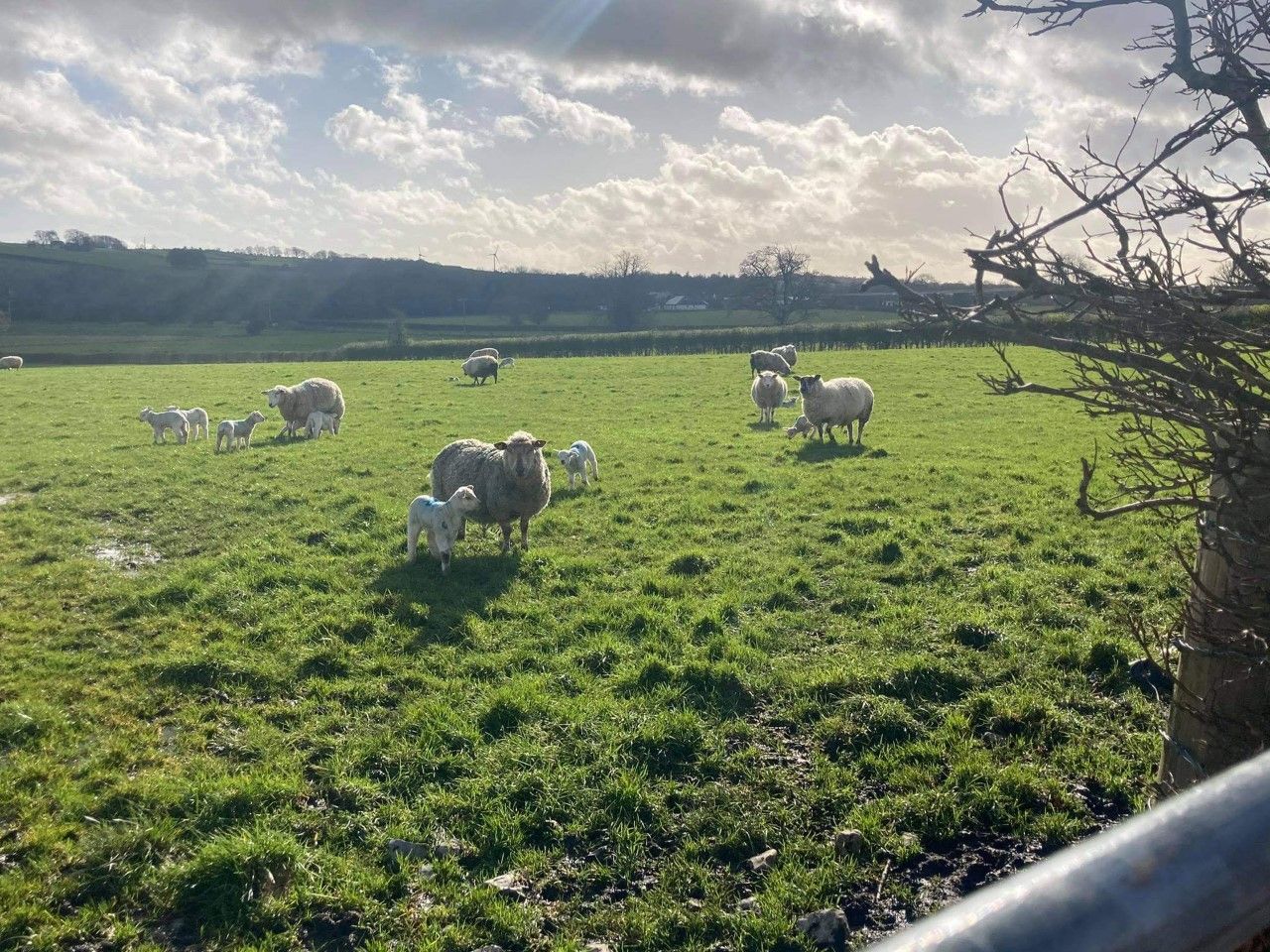 Sheep management: Managing yearling ewes post-lambing