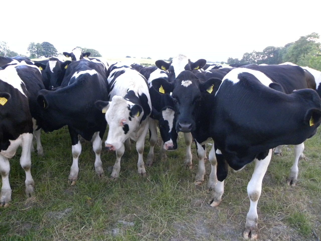 Meeting the dry cow’s protein needs