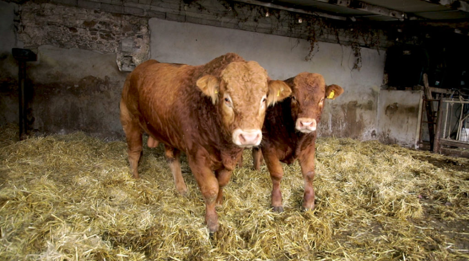 How to keep your stock bull healthy over the winter