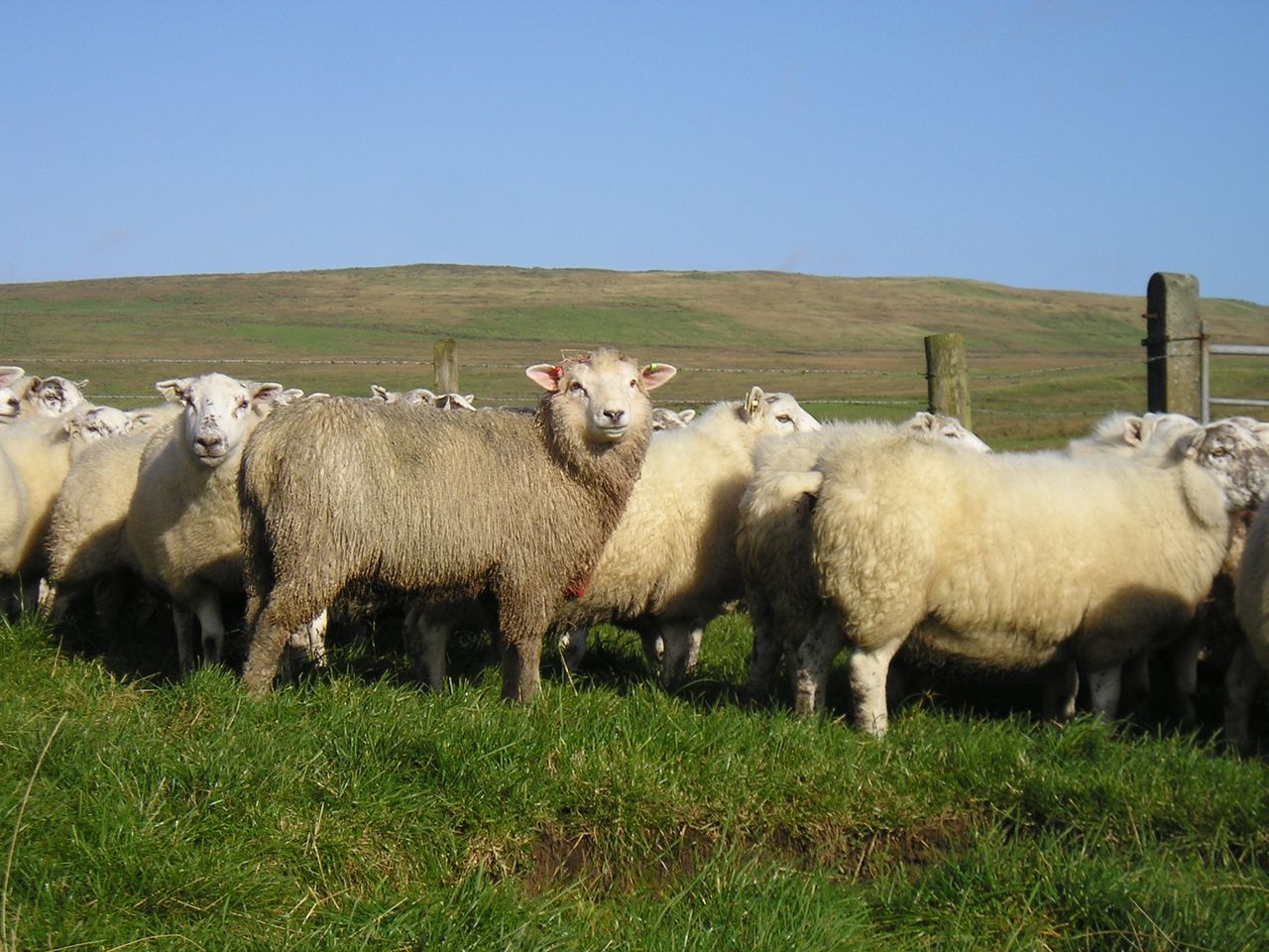 Wool prices could be on the slide