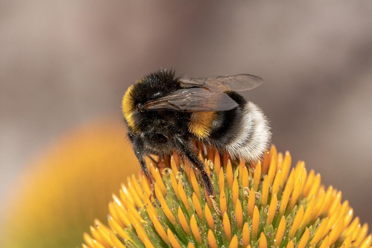 Study: Common Irish bumblebee differs genetically from British counterparts