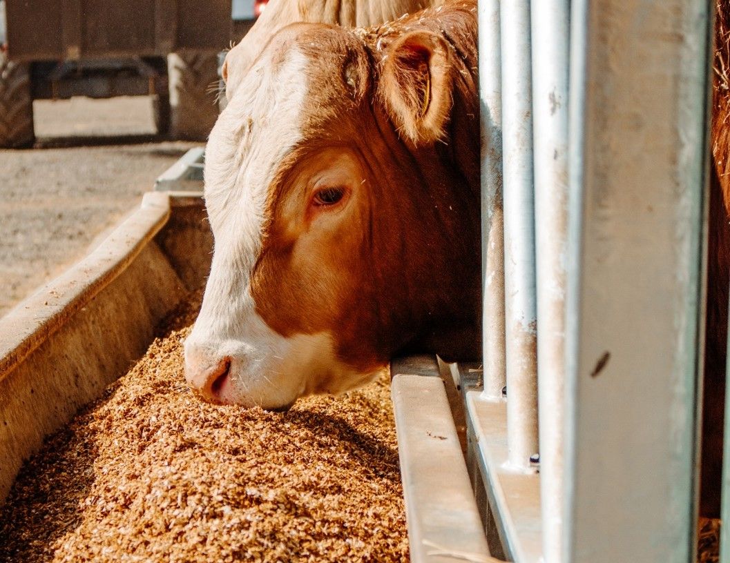 UK demand for animal feed falls to 17 year low