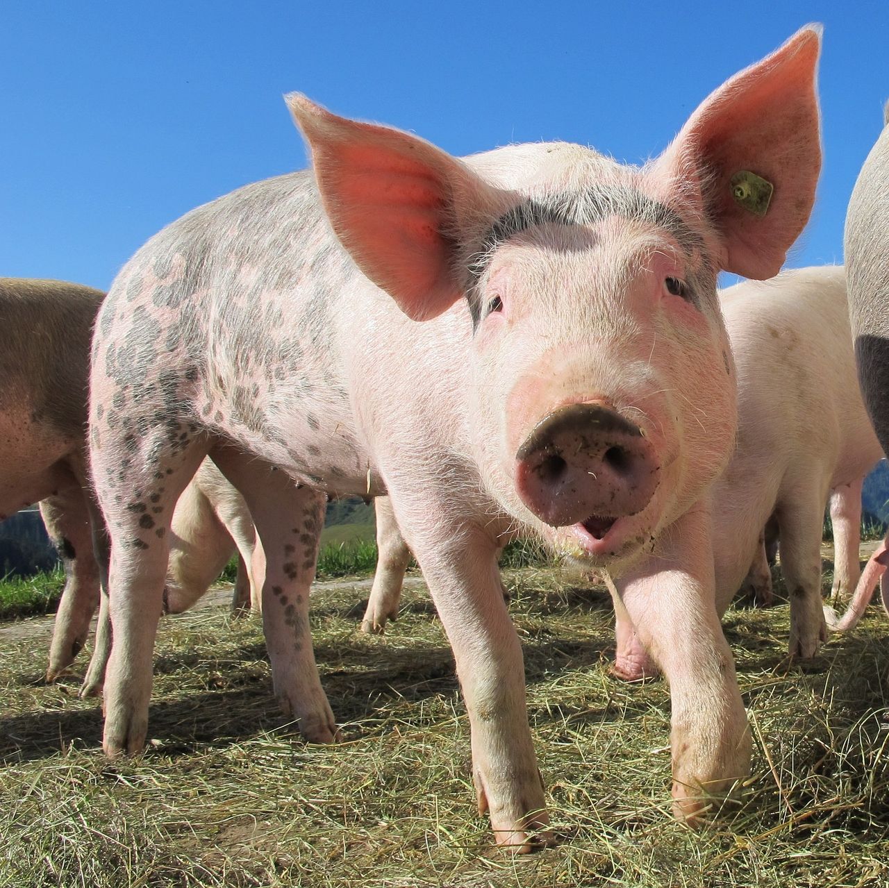 €2.2m for 4 new EIPs on animal welfare and gender