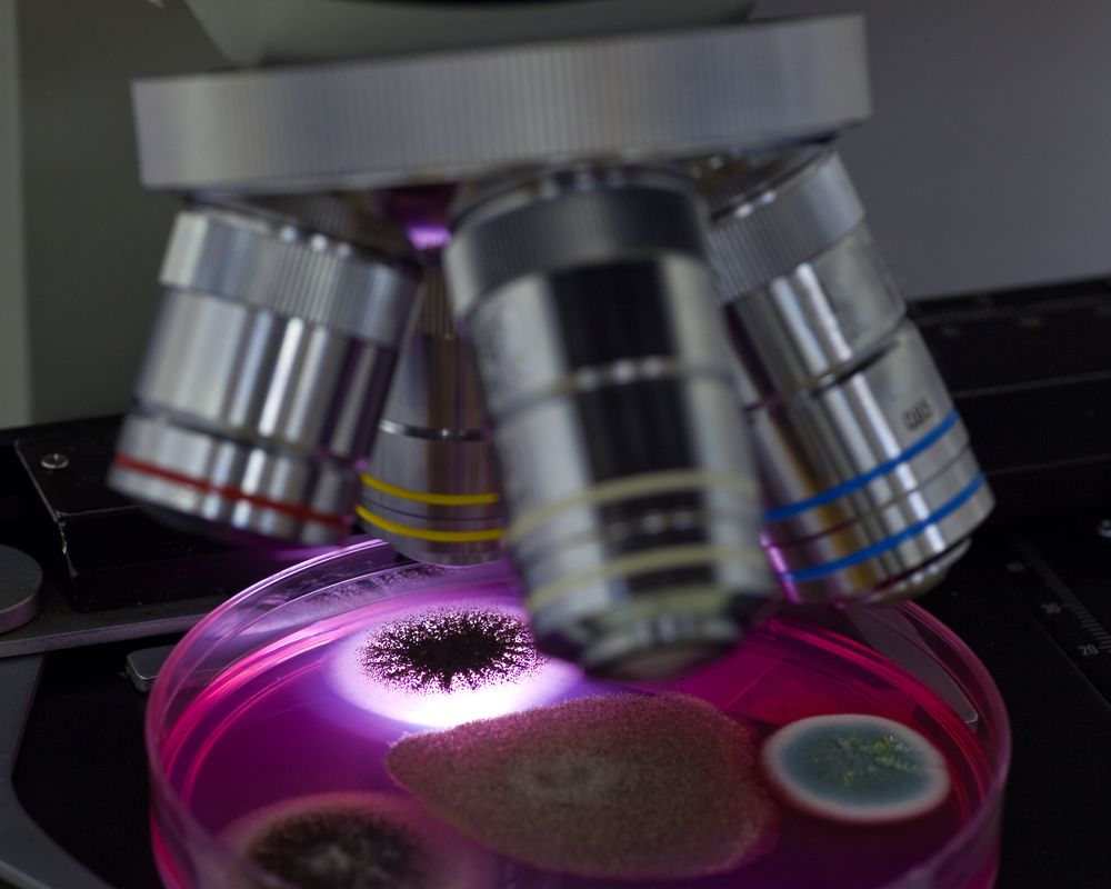 13 animals test positive for potential use of growth promoters in 2014