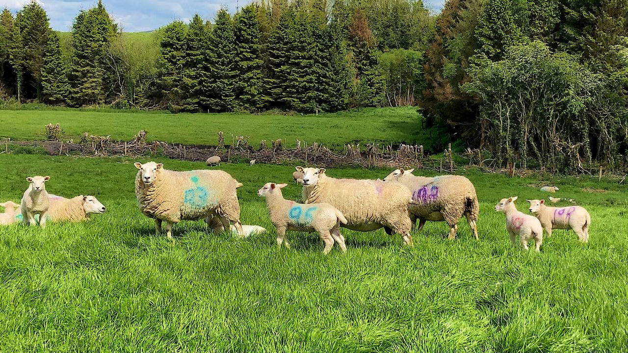 NI sheep farmers to discuss sheep scab control at Hilltown event