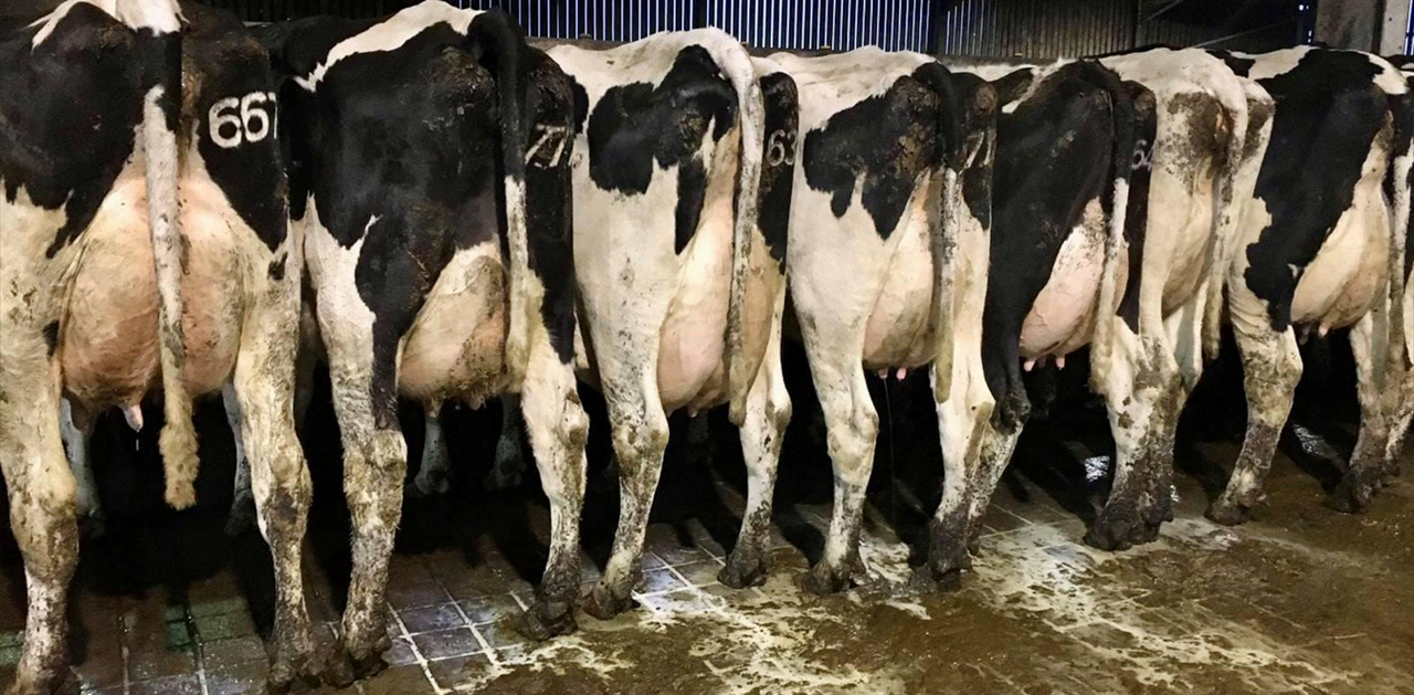 Quality stock remain in demand at autumn dairy sales