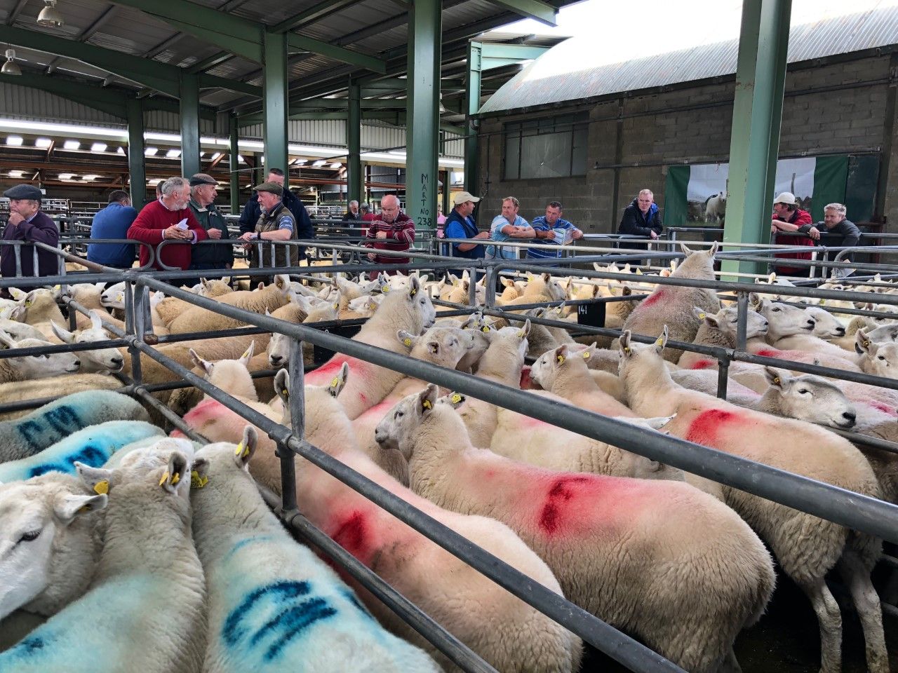 16 further marts approved to read electronic sheep tags