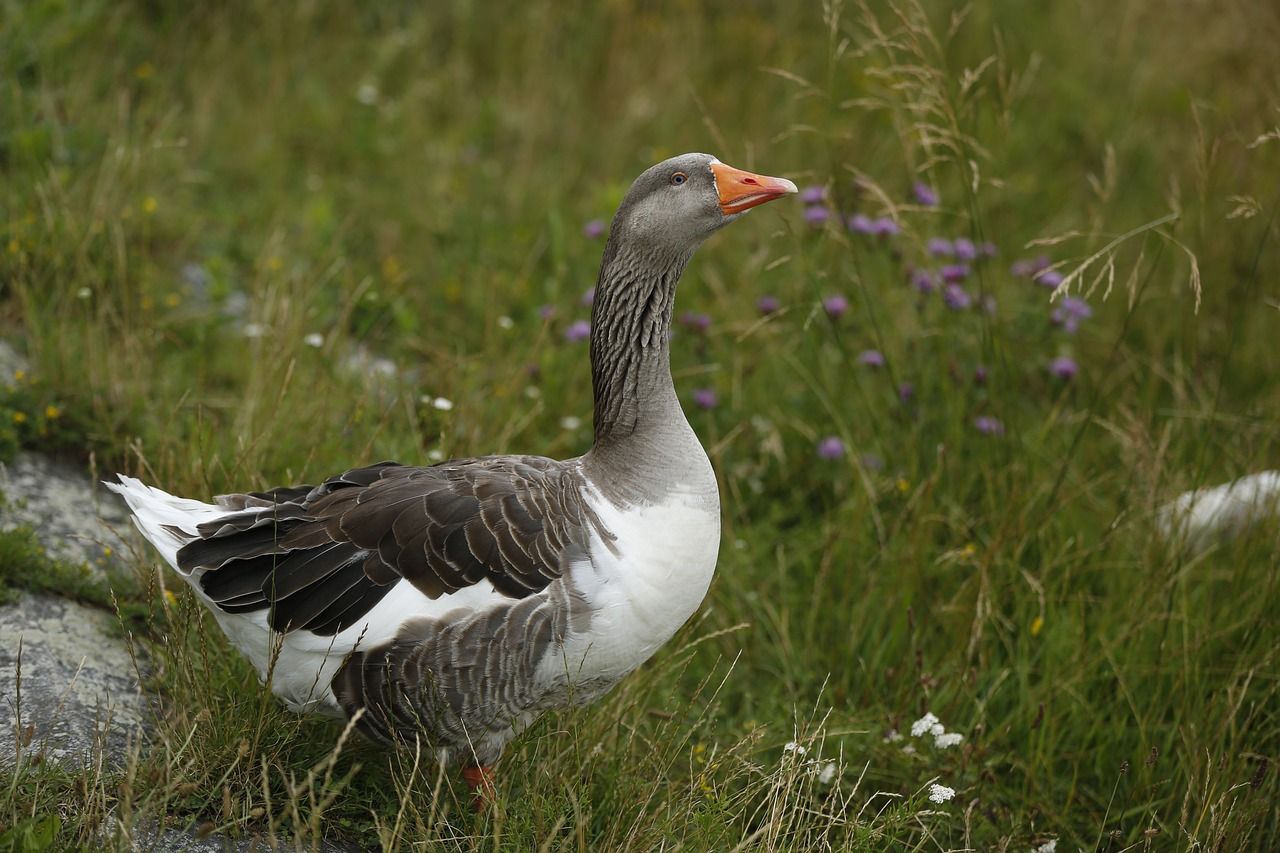 What is the advice for flock owners on avoiding bird flu?