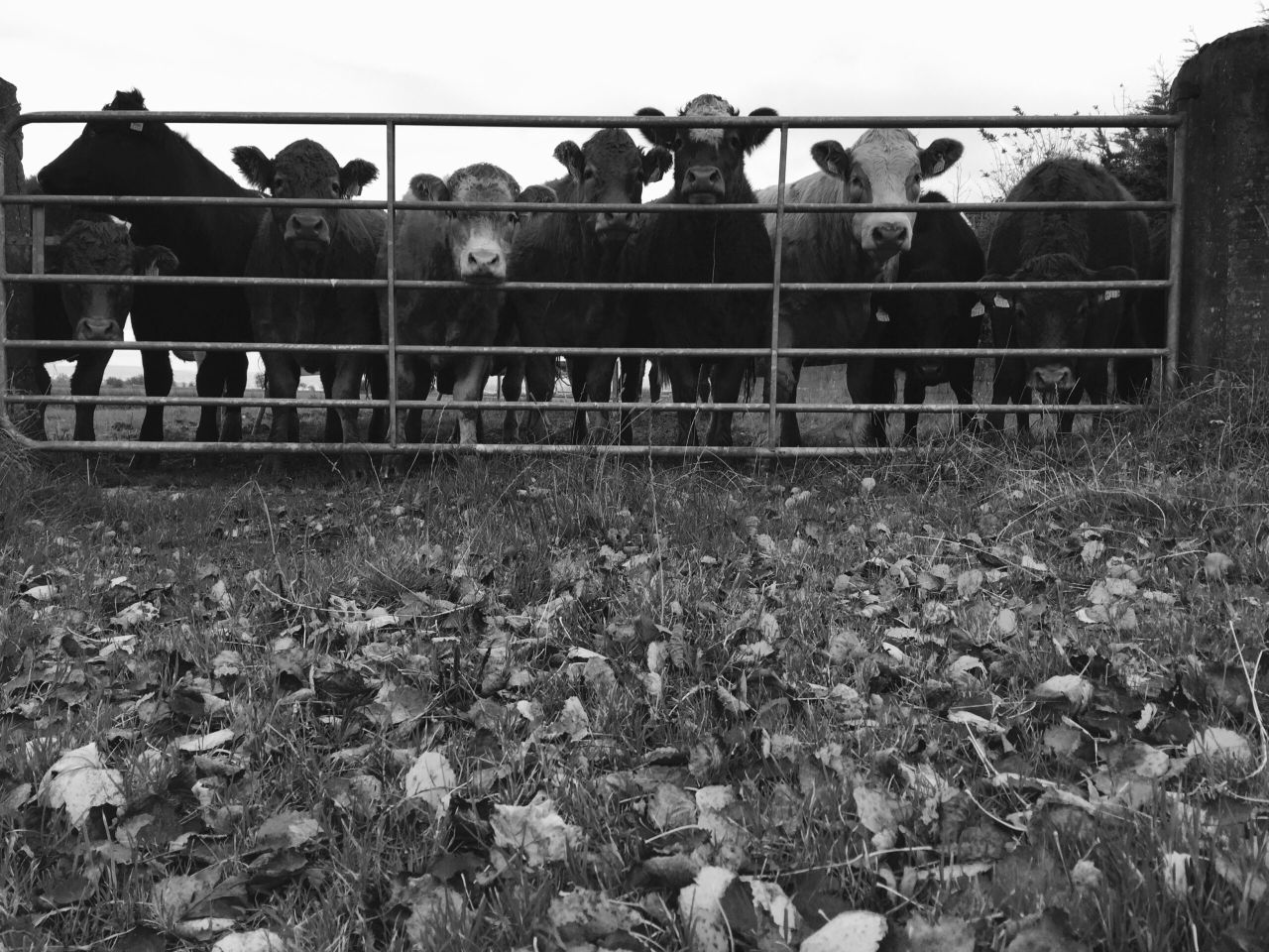 Fallen animals: 'Nothing suggests we are dealing with a calamitous increase'