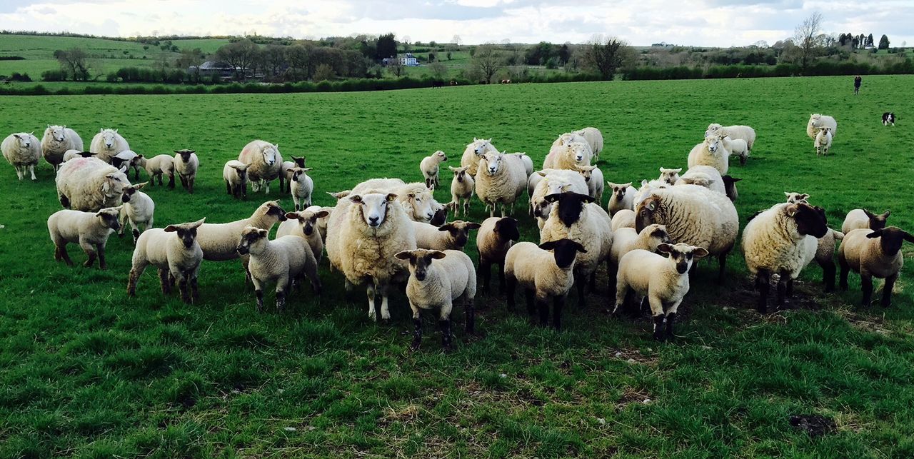 Irish sheep meat exports to France take hit in April