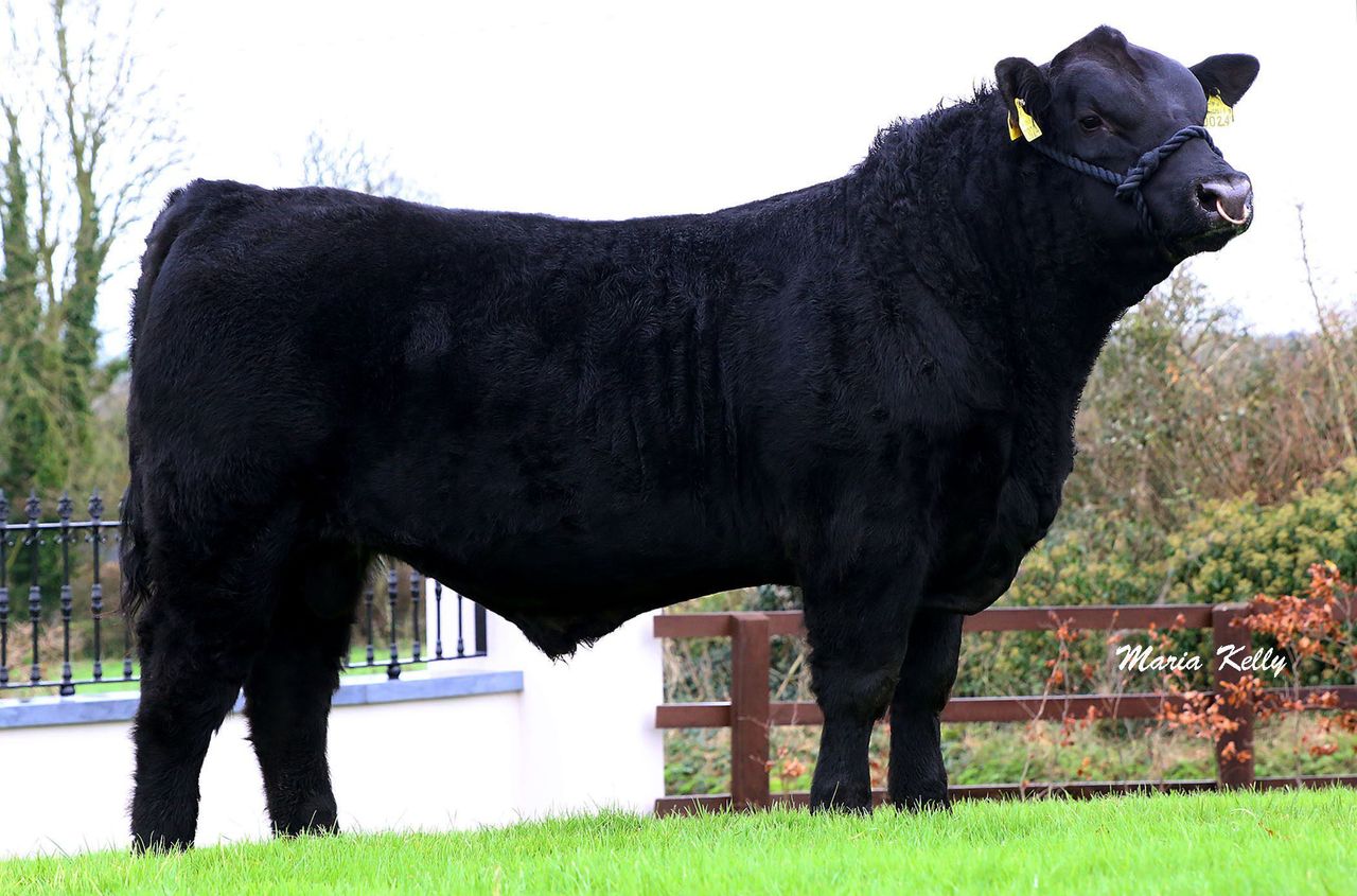 Are you considering purchasing a stock bull this year?