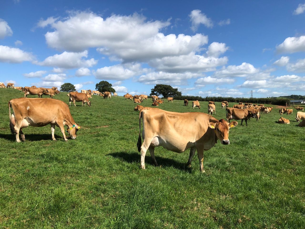 Almost 50 years of 'award winning' Jersey breeding