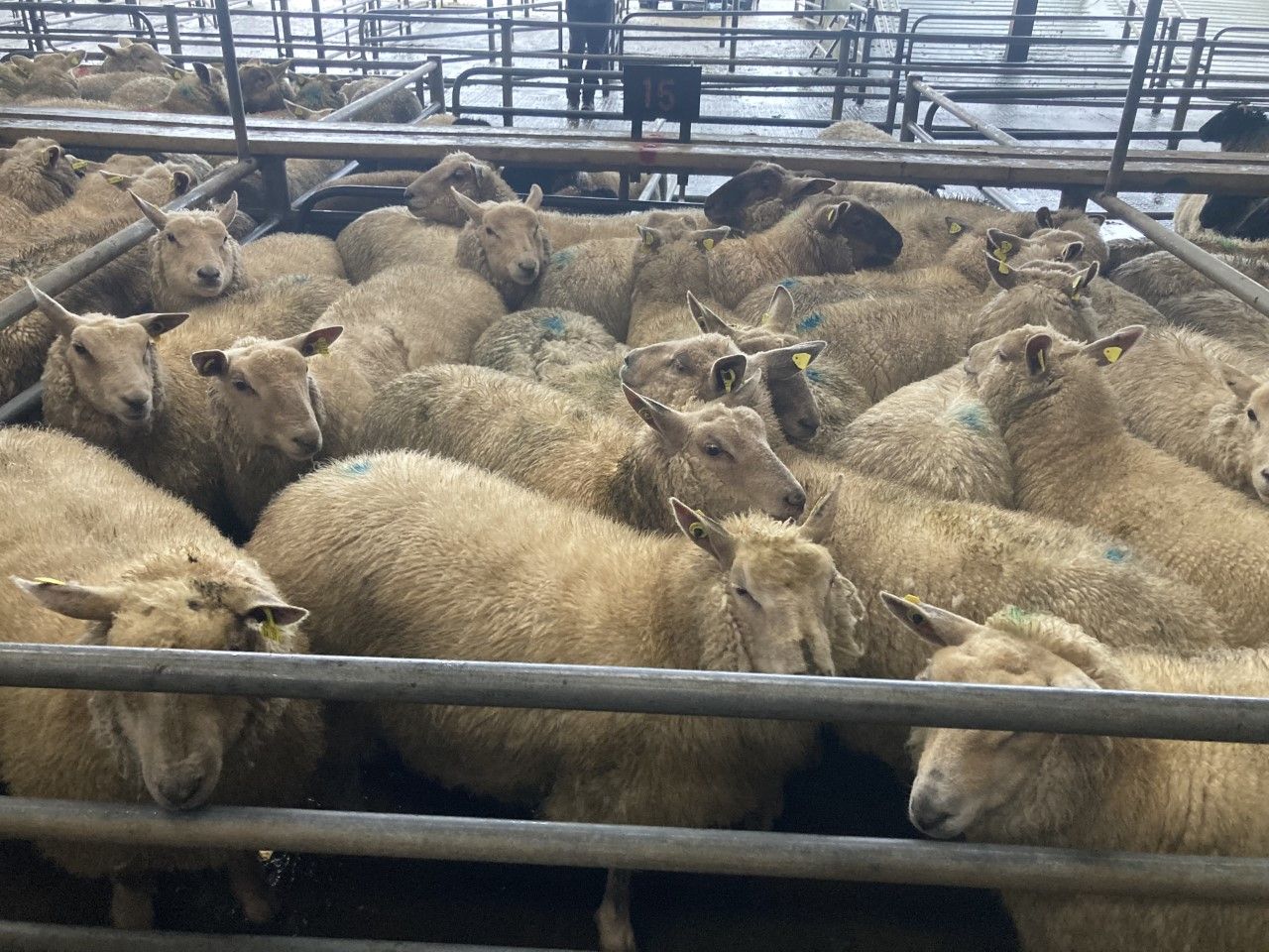 Sheep trade: Hogget prices continue to hold steady