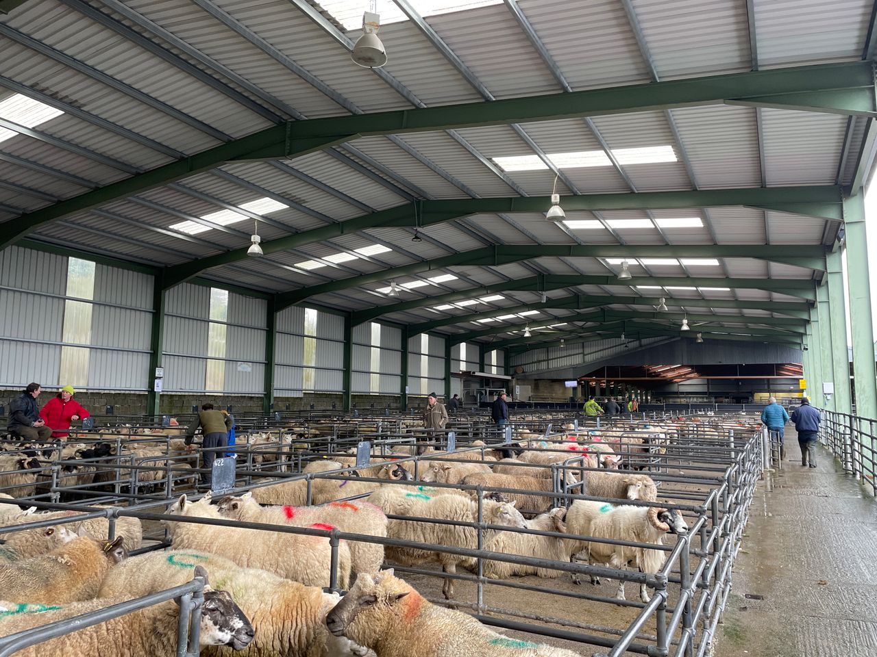 Strong cull ewe trade as hoggets remain steady at Blessington Mart