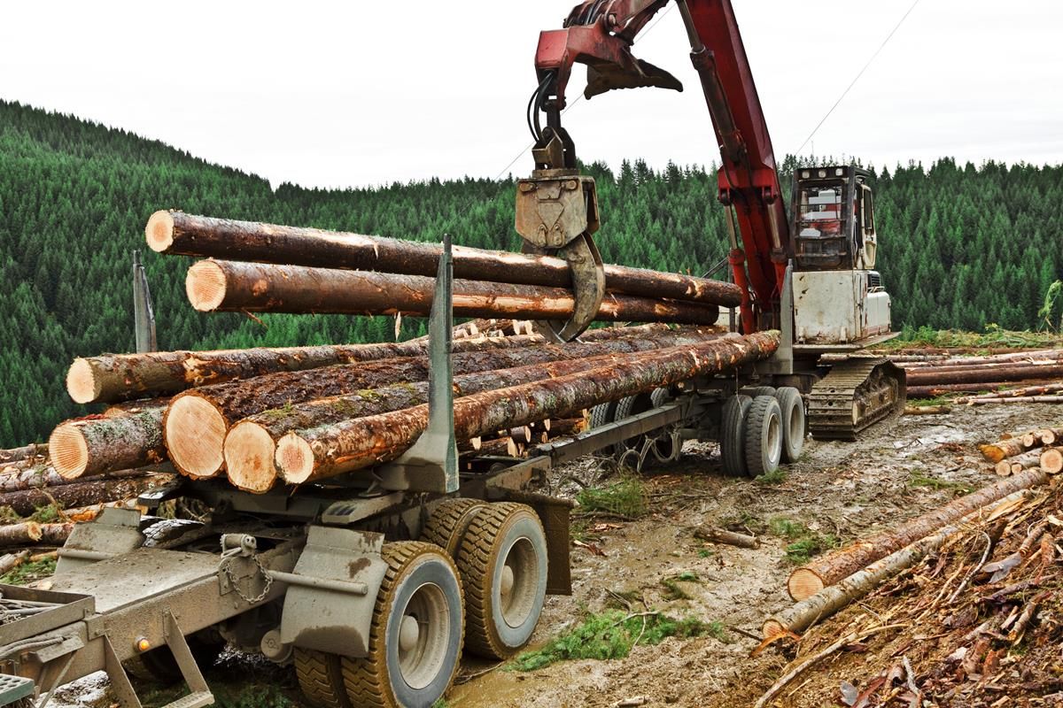 'Irish forestry sector to double in size over the next 10 years'