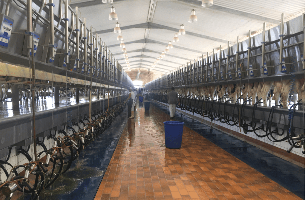 Job position now available on Saudi Arabian dairy farm