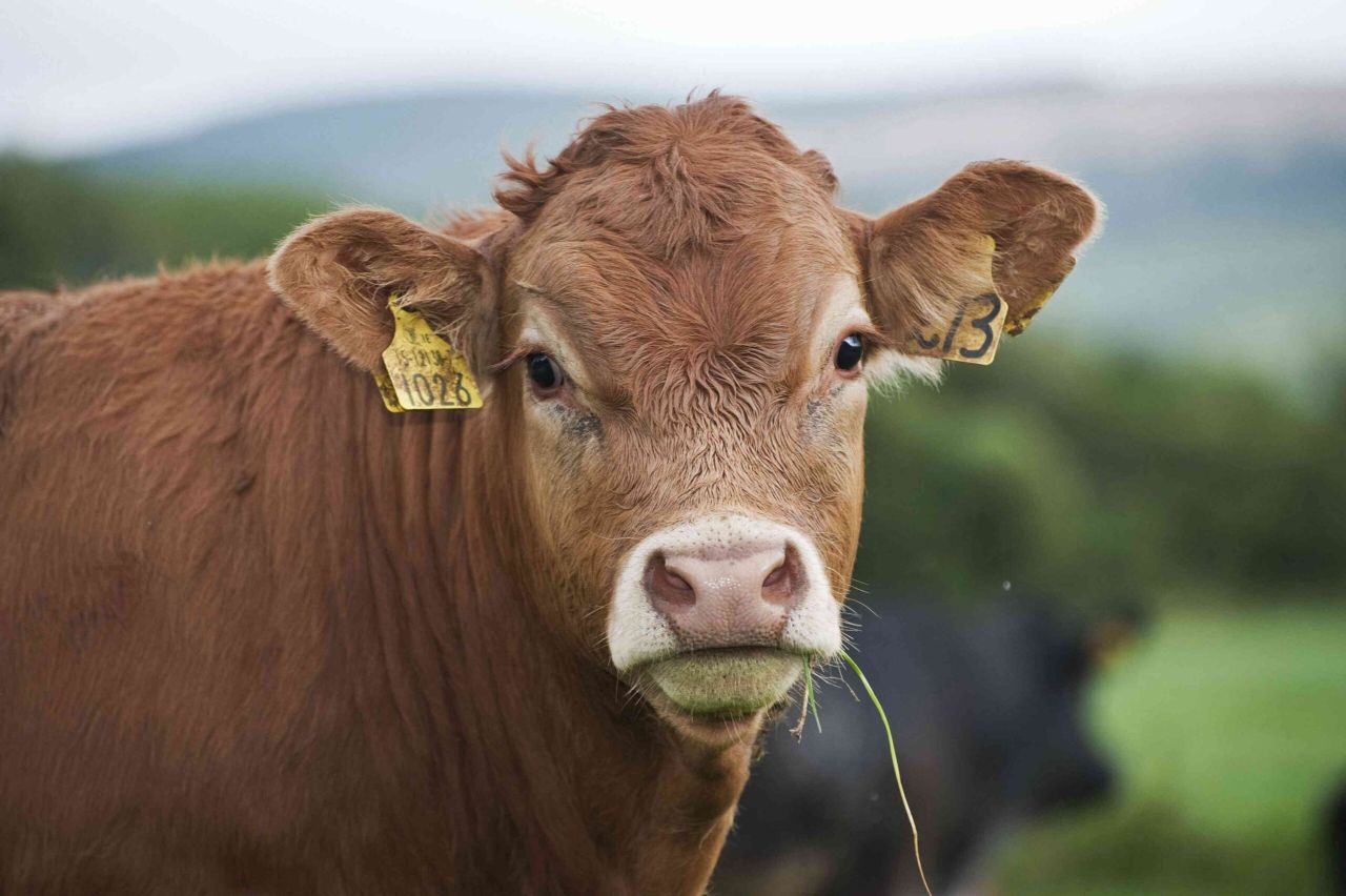 Anthrax disease responsible for death of cow in the UK