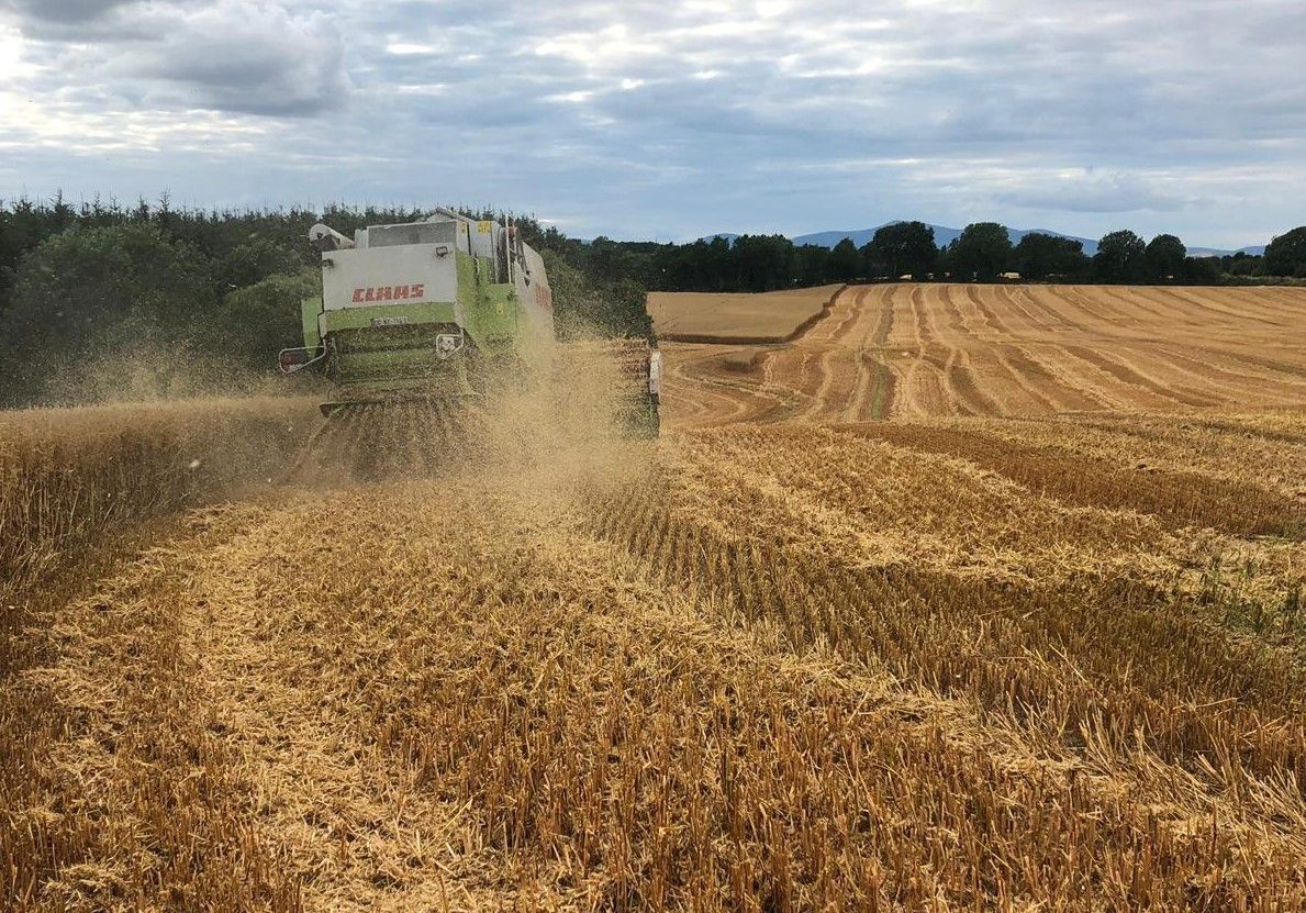 Straw prices: Chopping common where prices dropping